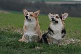 CORGI PEMBROKE 1382